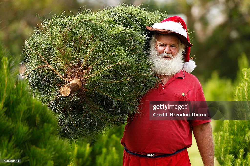 Sydneysiders Head To Sydney Christmas Tree Farm