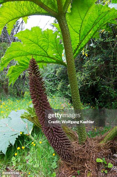 Flower of Nalca plant , the Chilean rhubarb, in the forest in Aiken del Sur Private Park near Puerto Chacabuco in the Chilean Fjords in southern...