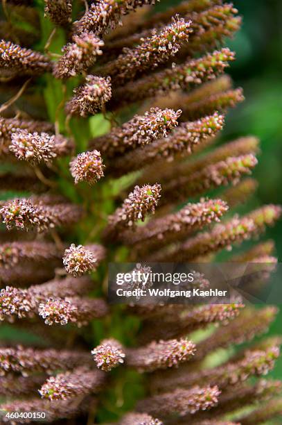Close-up of flower of Nalca plant , the Chilean rhubarb, in the forest in Aiken del Sur Private Park near Puerto Chacabuco in the Chilean Fjords in...