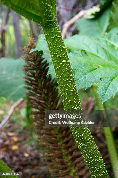 Close-up of the stem of a Nalca plant , the Chilean rhubarb, in the forest in Aiken del Sur Private Park near Puerto Chacabuco in the Chilean Fjords...