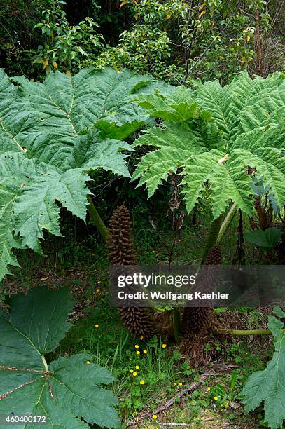 Nalca plant , the Chilean rhubarb, in the forest in Aiken del Sur Private Park near Puerto Chacabuco in the Chilean Fjords in southern Chile.
