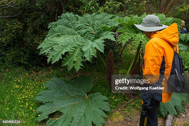 Woman looking at Nalca plant , the Chilean rhubarb in the forest in Aiken del Sur Private Park near Puerto Chacabuco in the Chilean Fjords in...