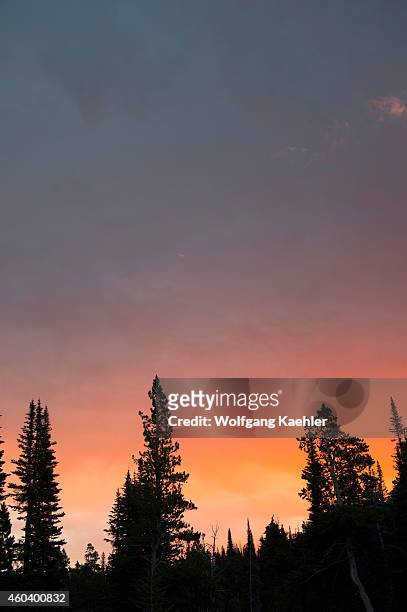 Trees silhouetted against morning sky at Two Medicine Lake on the eastern edge of Glacier National Park, Montana, United States.
