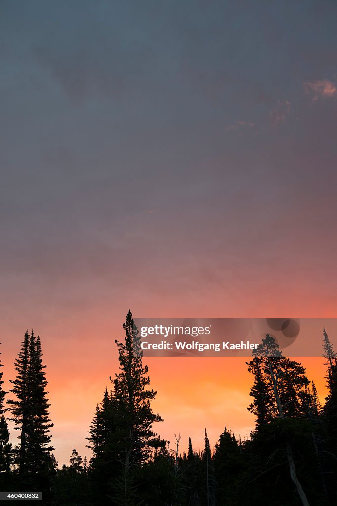 Trees silhouetted against morning sky at Two Medicine Lake...