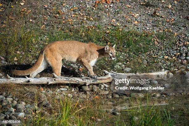 Young cougar , Montana, United States.