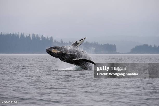 Breaching Humpback whale , an acrobatic display where the humpback uses its tail to launch itself out of the water and then lands back on the surface...