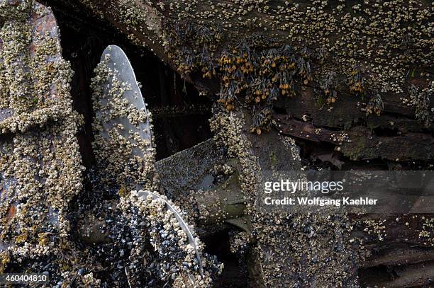 Propeller of wrecked wooden boat on beach covered with barnacles in Security Bay off Frederick Sound, Tongass National Forest, Southeast Alaska, USA.