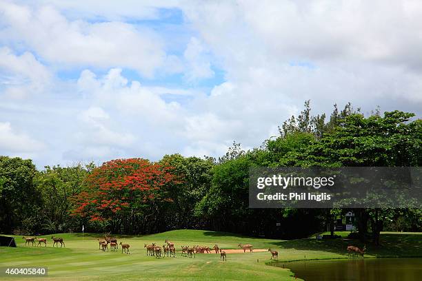 Local deer roam across the 3rd green during the second round of the MCB Tour Championship played at the Legend Course, Constance Belle Mare Plage on...