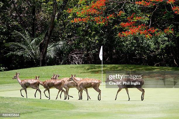 Local deer roam across the 3rd green during the second round of the MCB Tour Championship played at the Legend Course, Constance Belle Mare Plage on...