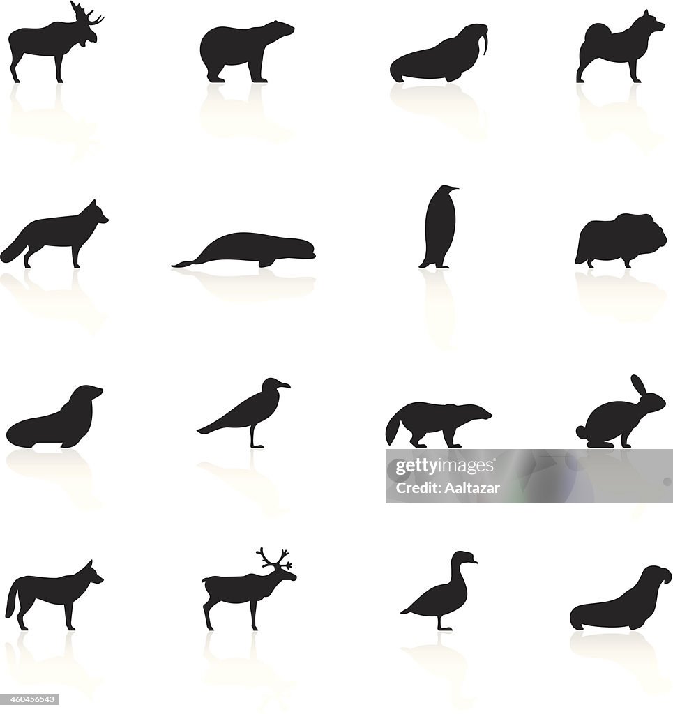 Black Symbols - Polar Animals