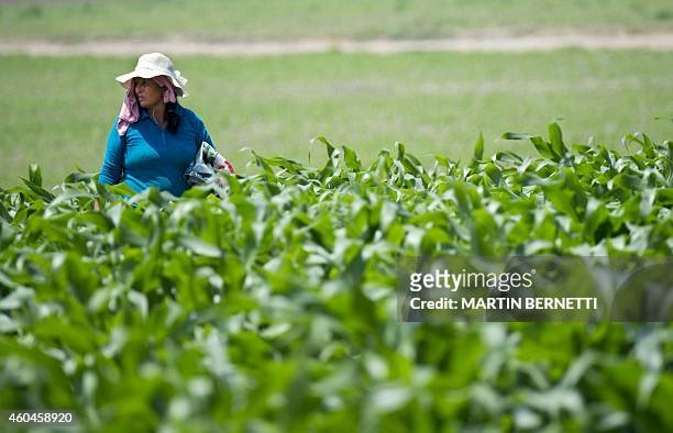 Peasant works in a corn field near the Tambo Colorado ruins in the Pasco River Valley in Pisco, Ica, some 300 km south of Lima, Peru on December 13,...