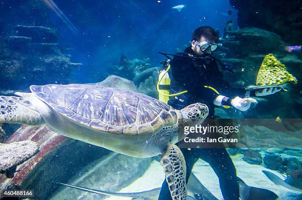 Senior Aquarist Charles-Edouard Fusari feeds a Green Sea Turtle Greedy Boris with sprouts at The Sea Life London Aquarium on December 15, 2014 in...