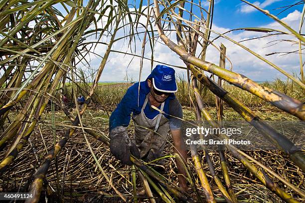 Sugarcane cutters work in plantation for the production of ethanol and sugar.