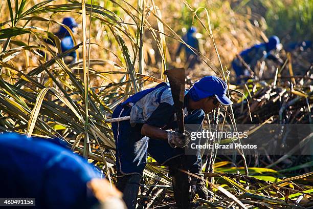 Sugarcane cutters work in plantation for the production of ethanol and sugar.