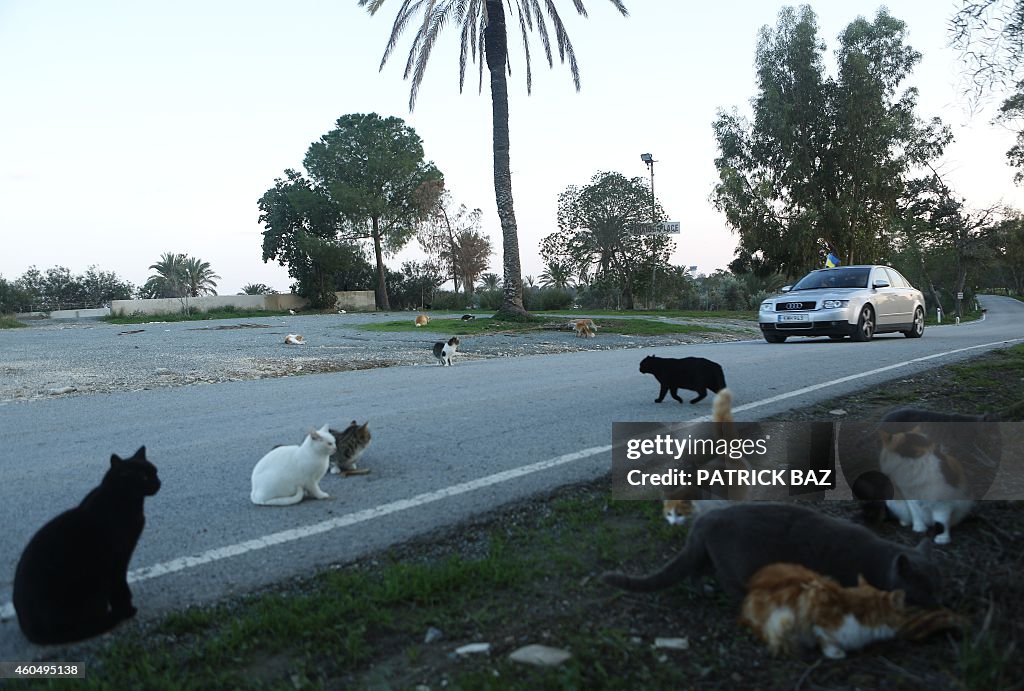 CYPRUS-SOCIETY-CATS