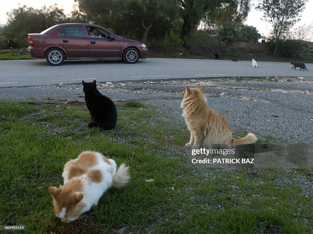 CYPRUS-SOCIETY-CATS