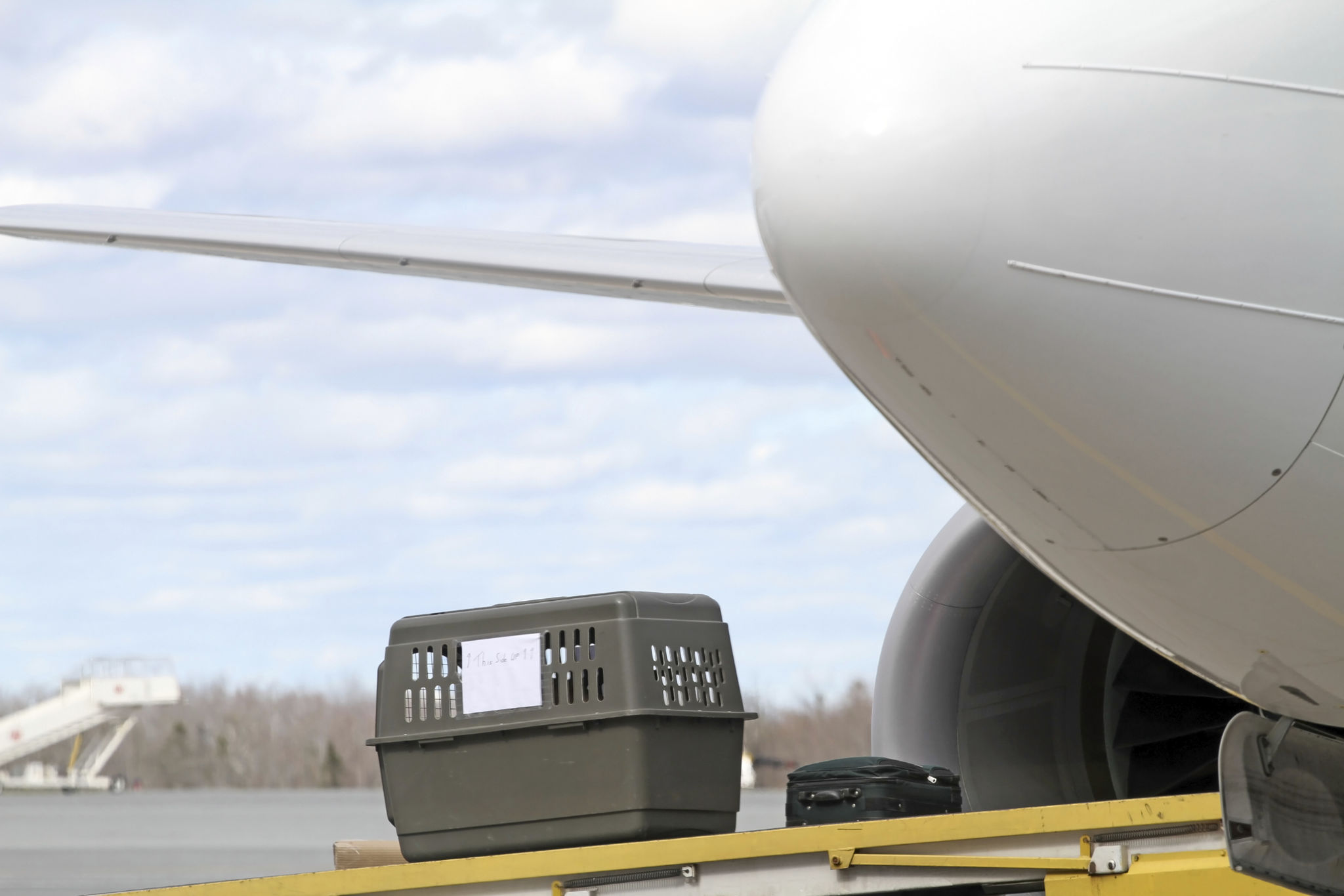 airline pet policy