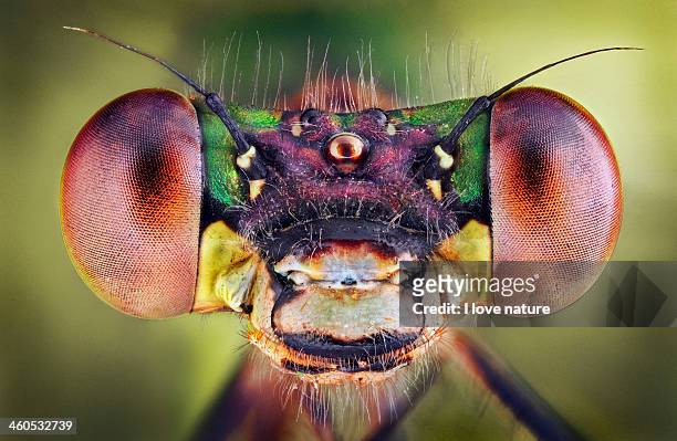 lestes viridis female - portrait - bug eyes 個照片及圖片檔