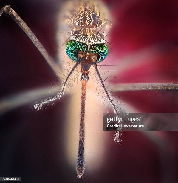 bloodsucker - compound eye stock pictures, royalty-free photos & images