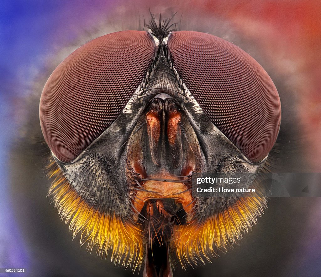 THE RED BEARD - FLY PORTRAIT