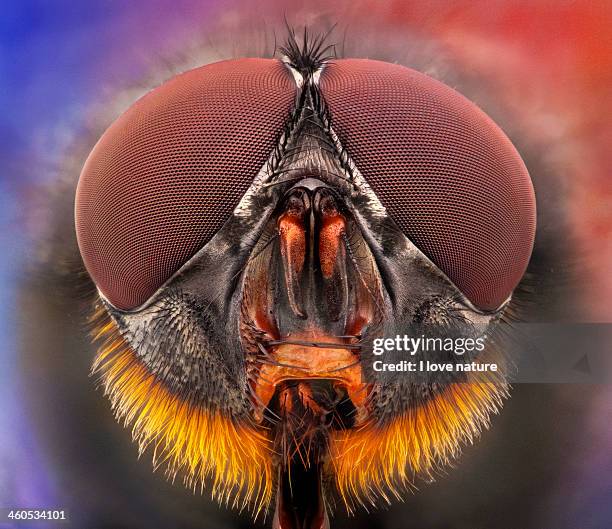 THE RED BEARD - FLY PORTRAIT