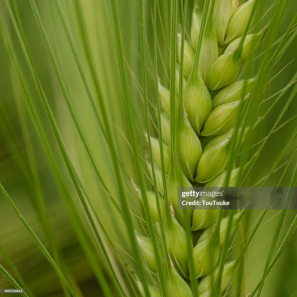 Wheat - Close up of fresh green wheat in spring