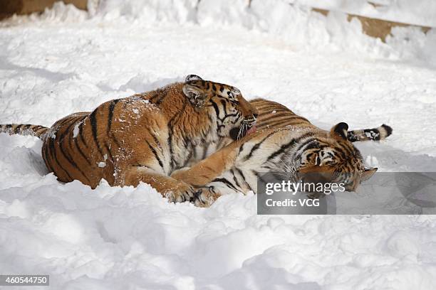 Two Siberian Tigers play in the snow at Nanshan Zoo on December 16, 2014 in Yantai, Shandong province of China. Heavy snow fell in China's east...