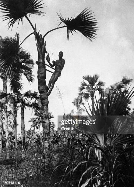 Undated picture of a man belonging to the Bobo tribe picking bandji, in the French West Africa . AOF was a federation created in 1895 of eight French...