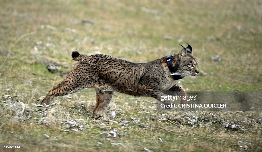 SPAIN-ANIMALS-CONSERVATION-HEALTH-LYNX