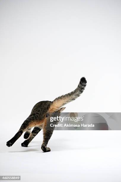 back figure of a cat - cat back stock pictures, royalty-free photos & images