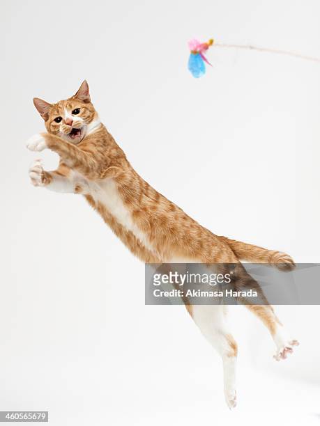 cat pouncing on toy - rötliche katze stock-fotos und bilder