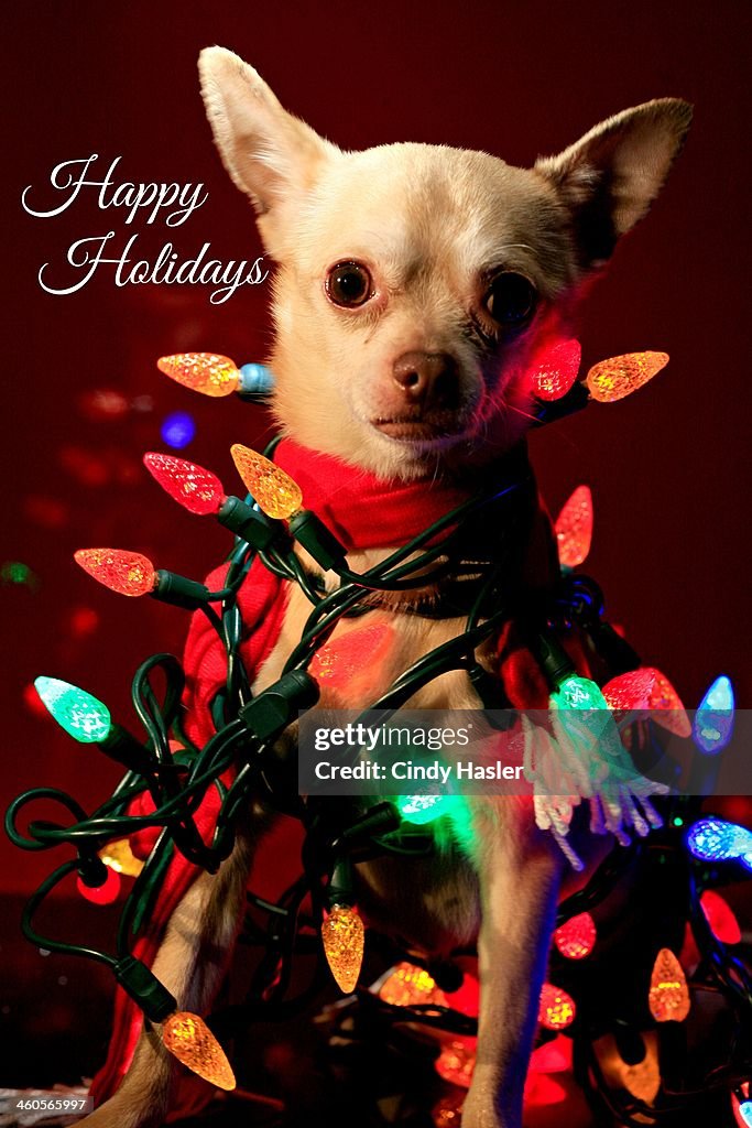 Happy Holidays Chihuahua