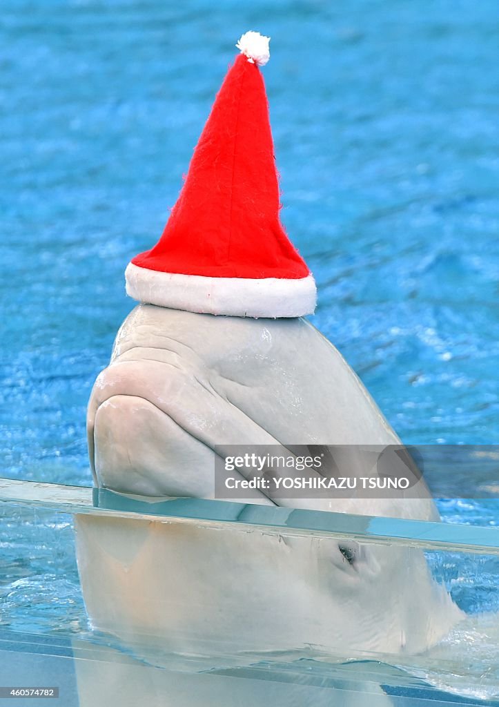 JAPAN-AQUARIUM-CHRISTMAS