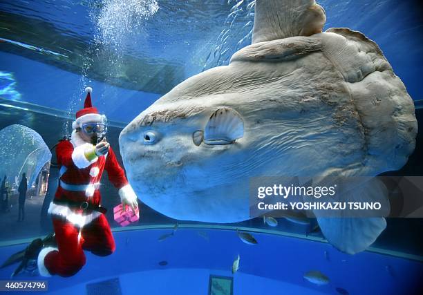 Diver wearing a Santa Claus costume feeds a sunfish to attract visitors at the Hakkeijima Sea Paradise aquarium in Yokohama, suburban Tokyo on...