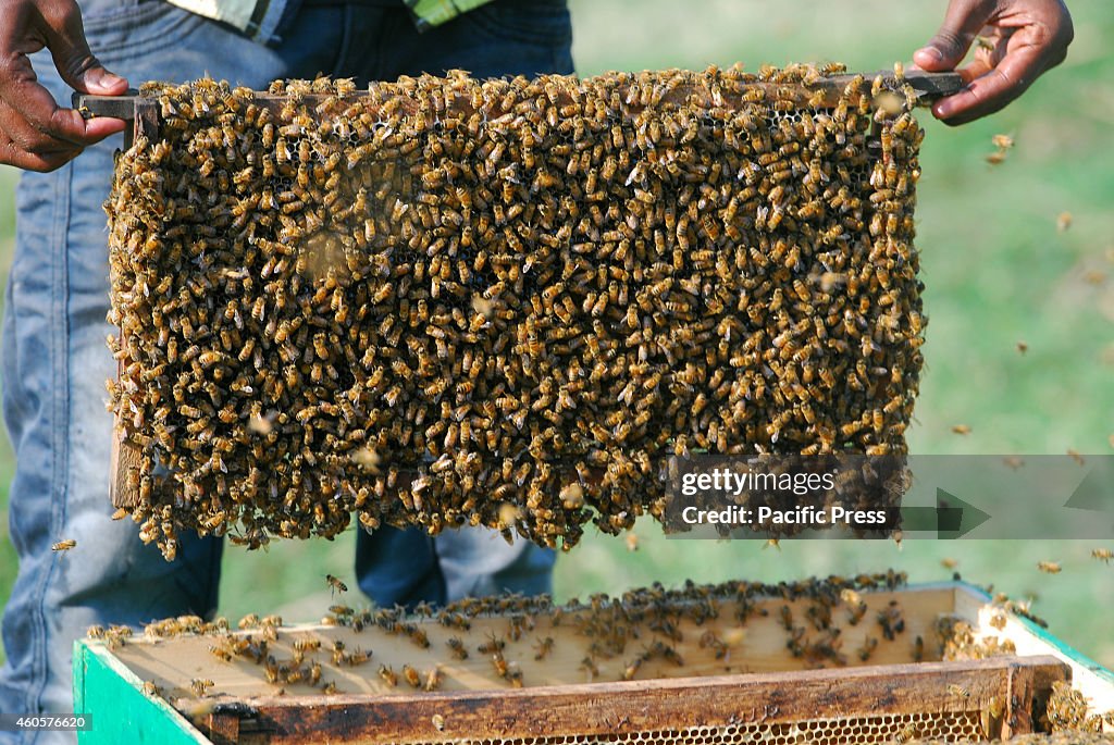 Honey collector harvests honey from the cage set-up at...