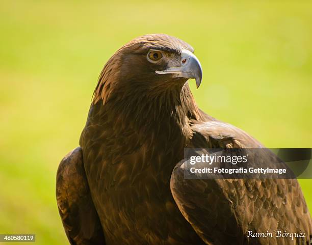 águila real - aguila real stock-fotos und bilder