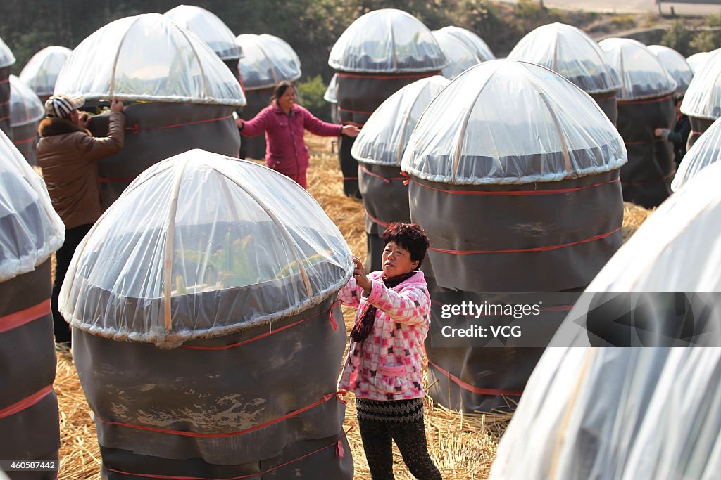 Pitaya Trees Get Covered With Blankets In Wenzhou