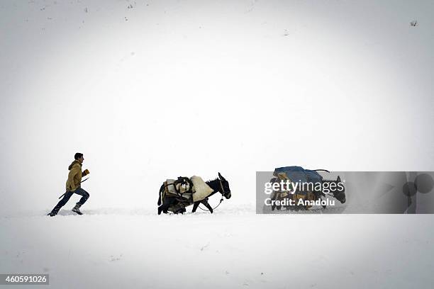 Shepherd boy runs behind donkeys loaded with belongings amidst the heavy snow during the seasonal migration from the plateau back to his village in...