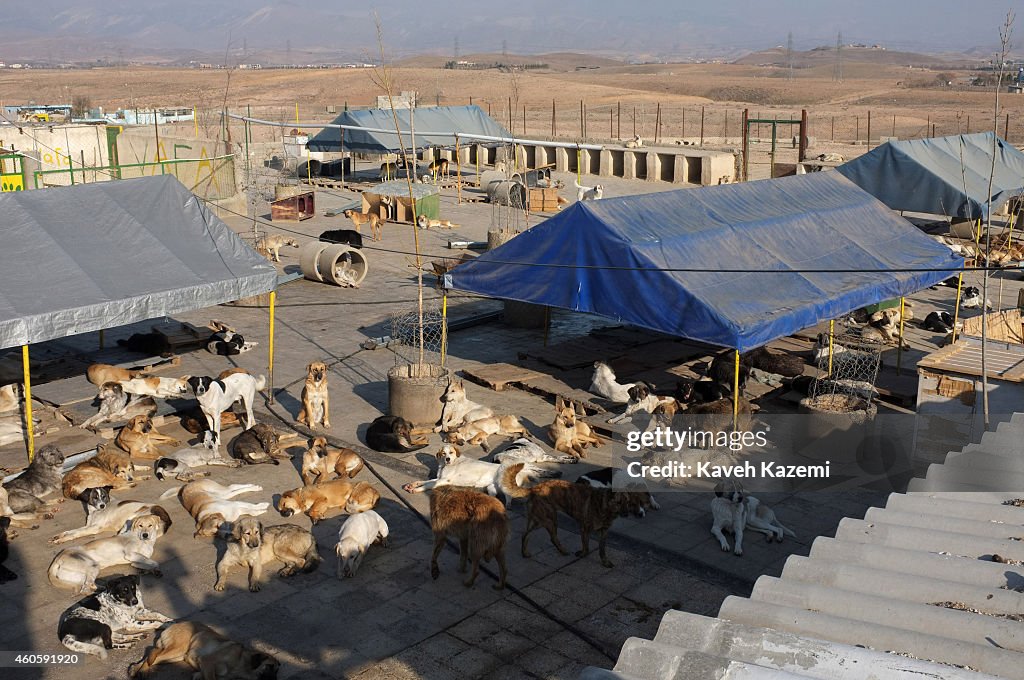 Vafa Animal Shelter in Iran