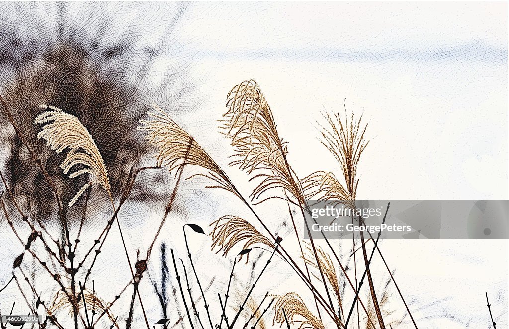 Japanese Silver Grass in Winter