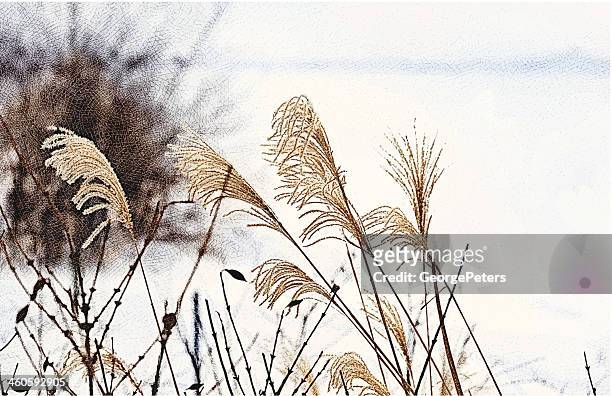 japanese silver grass in winter - high key stock illustrations