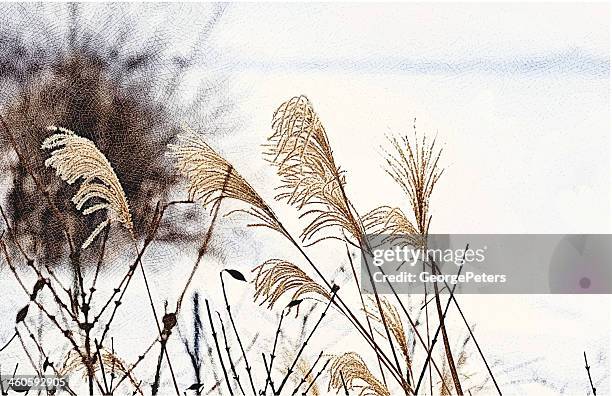 japanese silver grass in winter - zebra grass stock illustrations