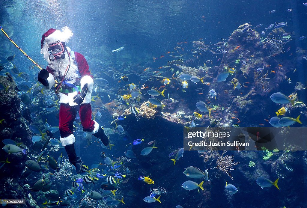 Scuba Diver Dressed As Santa Entertains Children At California Academy Of Sciences Aquarium