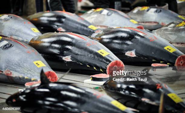 Bluefin tunas are laid on the pallets and ready for buyers to inspect on the year's first auction at Tsukiji Fish Market on January 5, 2014 in Tokyo,...