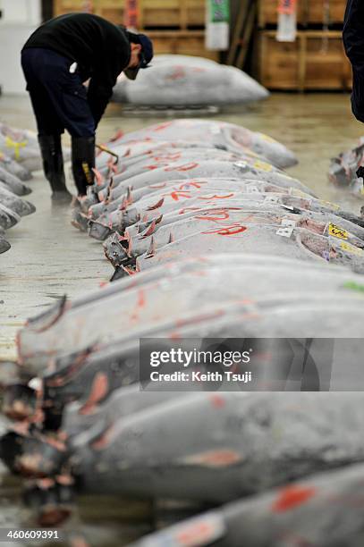 Frozen Bluefin tunas are laid on the pallets and ready for buyers to inspect on the year's first auction at Tsukiji Fish Market on January 5, 2014 in...