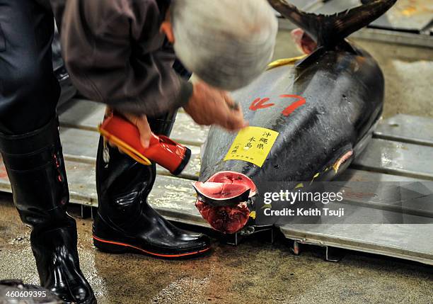 Buyer inspects a Bluefin tuna carefully before the year's first tuna auction at Tsukiji Fish Market on January 5, 2014 in Tokyo, Japan. Tsukiji Fish...