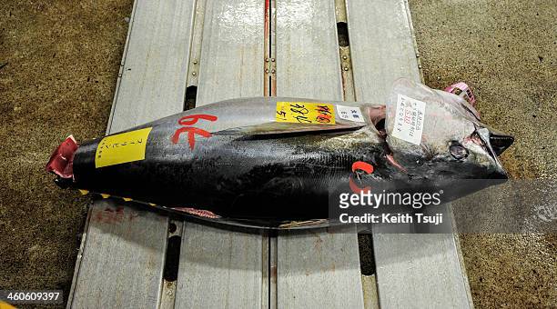 Bluefin tuna is laid on the pallet and ready for buyers to inspect on the year's first auction at Tsukiji Fish Market on January 5, 2014 in Tokyo,...