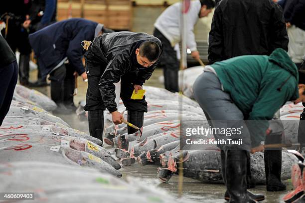 Buyers inspect frozen Bluefin tuna carefully before the year's first tuna auction at Tsukiji Fish Market on January 5, 2014 in Tokyo, Japan. Tsukiji...