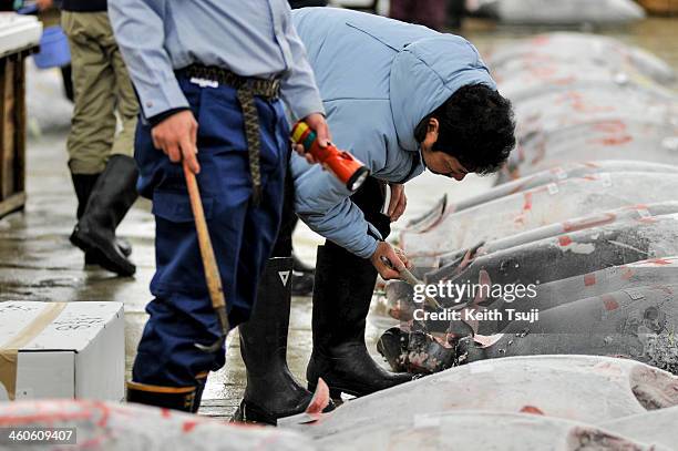 Buyers inspect frozen Bluefin tuna carefully before the year's first tuna auction at Tsukiji Fish Market on January 5, 2014 in Tokyo, Japan. Tsukiji...