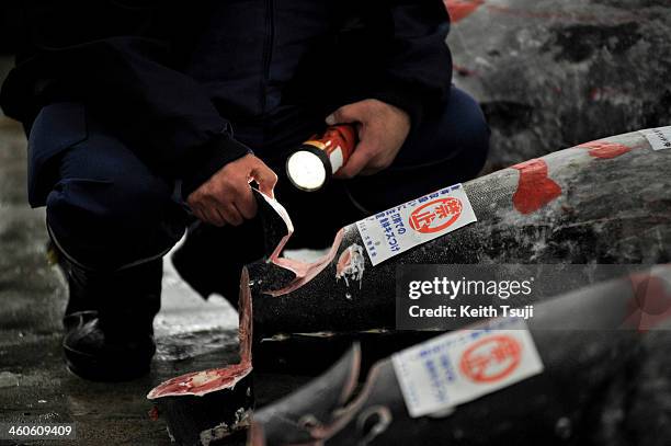 Buyer inspects frozen Bluefin tuna carefully before the year's first tuna auction at Tsukiji Fish Market on January 5, 2014 in Tokyo, Japan. Tsukiji...